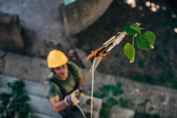 Best Emergency Tree Removal  in New Bedford, MA