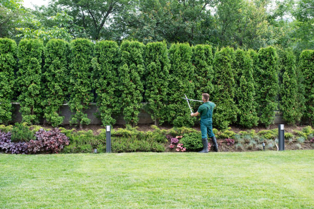 Best Tree Removal  in New Bedford, MA